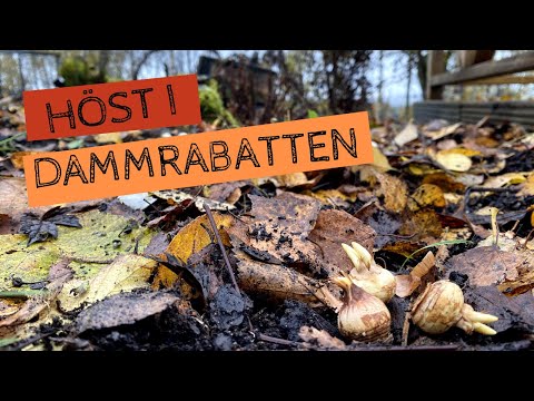 Höst i dammrabatten - Jag planterar vårlökar och täcker rabatten inför vintern