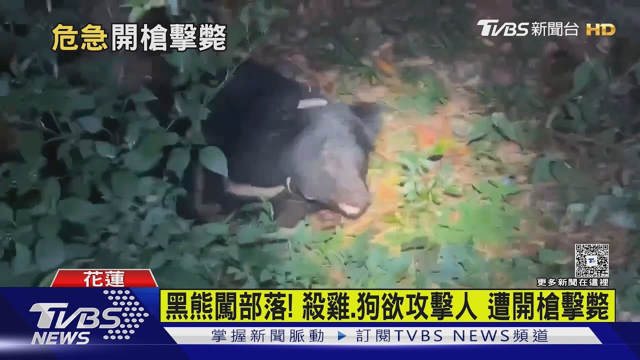 黑熊闖部落! 殺雞、狗欲攻擊人遭開槍擊斃