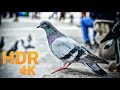 8K VIDEO ULTRAHD 120FPS NATURE RELAXATION VIDEO WILDLIFE AND BIRDS 4K VIDEOS