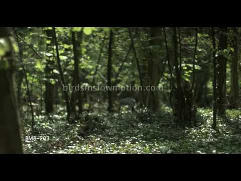 Goshawk Slow Motion Flies Low forest floor Shot on Phantom HD Gold - 4 Shots
