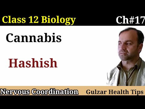 Cannabis | Hashish | class 12 Biology. medical and misuse of cannibis | class 12 Biology.