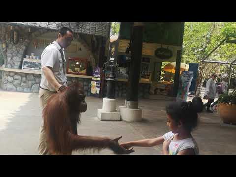 Wow!! MUST WATCH. Best Orangutan Interaction With Human. BANGKOK Thailand