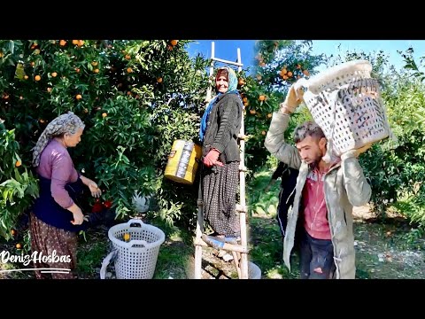 Mandalina Bahçe Hasat Vakti | Tangerine  Harvesting