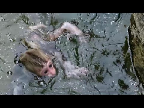 Drowning baby monkey!  But No help cuz mom is just far away