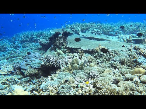 PNG Coral Paradise | Stunning Coral Gardens of Kimbe Bay & Witu Islands