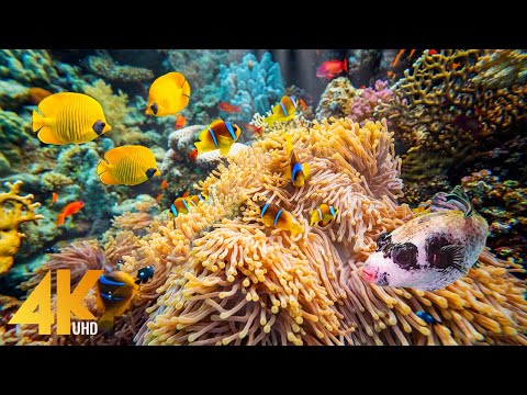 7 HRS Amazing Underwater World of the Red Sea - 4K Relaxation Video with Calming Music - Part #5
