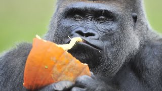 Koko the sign language gorilla has died