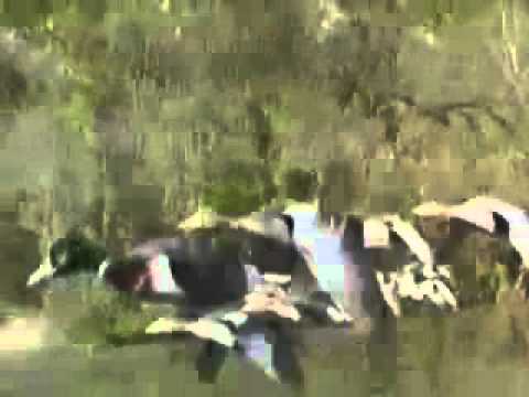 El Vuelo de los gansos Original