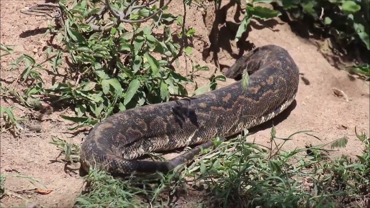 A Rare Glimpse Before It Disappeared  | TBLTC Safaris