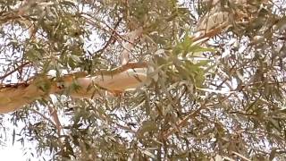 Crows on the tree . Corbeau sur l'arbre