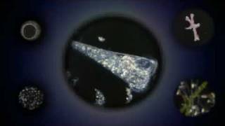 Origin And Evolution Of Life