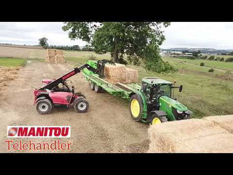 Keeping the carrots warm in Perthshire - strawing carrots down for winter,  September 2021