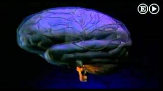 ¿Qué le hace la música a nuestro cerebro?