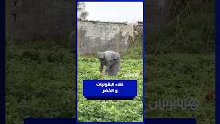 ارتفاع أسعار البقوليات والخضر الربيعية .. فلاحون يبررون ومواطنون يشتكون thumbnail