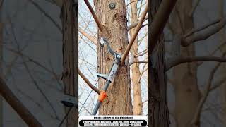 Pole Pruner How A Rope Lever Shears High Branches