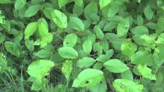 Biologieprojekt - Ökosystem Wiese