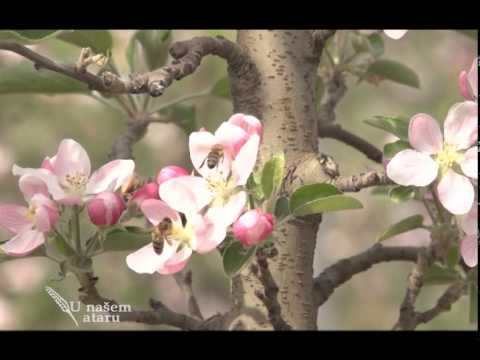 Suzbijanje bolesti u jabukama po preporukama Delta Agrara   U nasem ataru 529