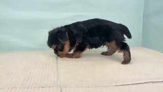 ヨークシャーテリアの動画01