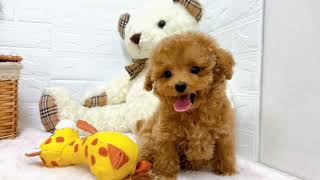 トイプードルの動画01