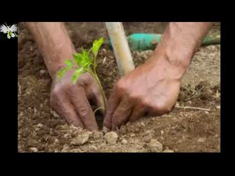 , title : 'TIEMPO DE CULTIVO,La mejor epoca para sembrar, mi diario de Jardín'