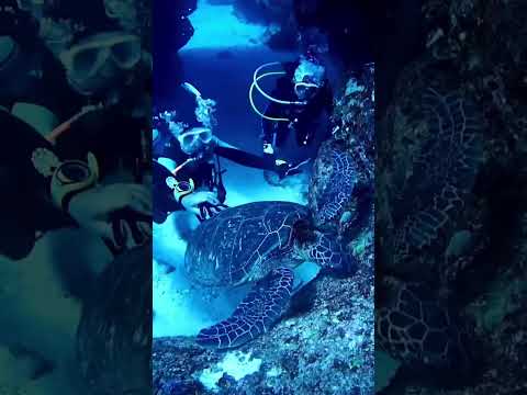 ノア建築家によるオリジナルデザインの木製の支柱に吊り下げられたスイミングプール