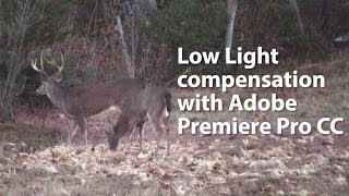 preview picture of video 'Low Light Compensation with Adobe Premiere Pro CC   White Tailed Deer'