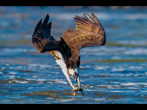 Osprey Feeding Frenzy with Sony A9 and Sony 200-600mm lens along with tips on Focusing Techniques