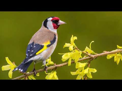 Goldfinch Singing - Amazing Singing
