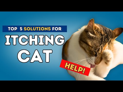 Itching Cat Help