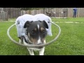 Basil the blind dog bounces back with help from his "Halo"