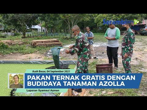 , title : 'Cara Gratis Dapatkan Pakan Ternak, Belajar Budidaya Azolla di Lhoknga Aceh Besar'