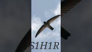 Download lagu Suara Panggil Walet Terbaik Tarik Lintasan #shorts mp3