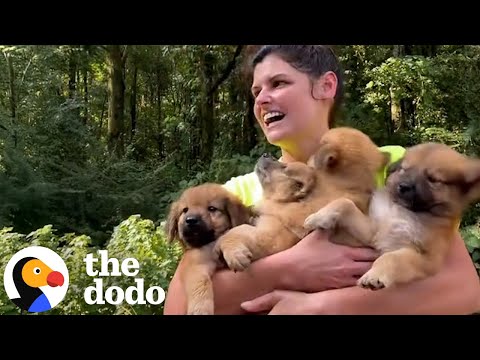 Woman Comes Home With Not One, But Two Litters Of Puppies | The Dodo