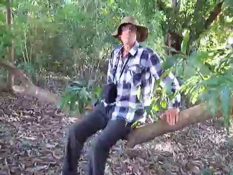 Rocking on branch of mango tree at Manambolo River, Madagascar