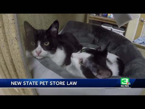 Pet stores can only sell rescued dogs, cats and rabbits under new CA law