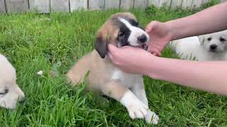 Anatolian Shepherd Puppies Videos