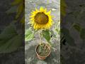 How To Grow Sunflower From Seeds Sunflower Shorts