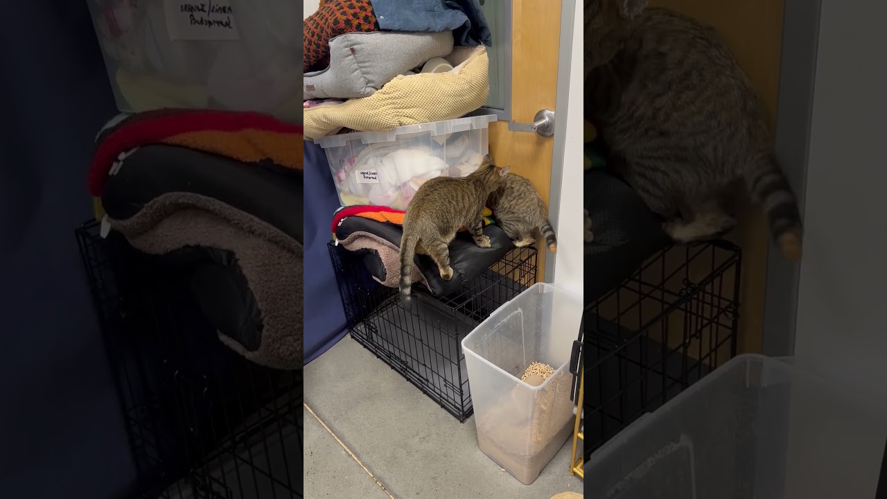 Enlarge Nutmeg, a ADOPTABLE Domestic Short Hair in Beaufort, SC video 6/6