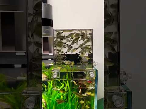 Let the fish fly to the negative pressure fish tank #tropicalfish #guppy #fish #freshwaterfish