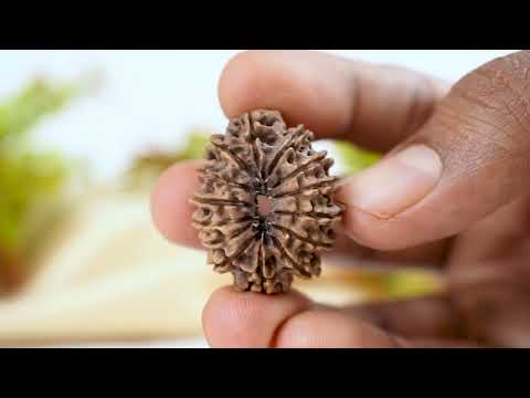 Rudraksha Product Image