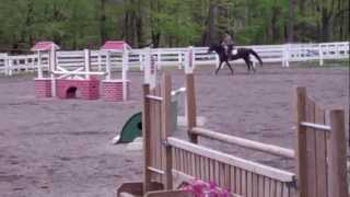 Fancy Show Hunter/ Derby Prospect For Sale