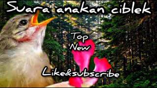 Download lagu MP3 SUARA ANAKAN CIBLEK PALING AMPUH UNTUK PIKAT | UNTUK MEMANCING CIBLEK AGAR BUNYI mp3