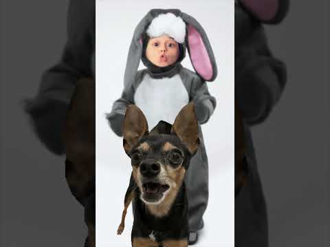 A MÚSICA DO COELHINHO!