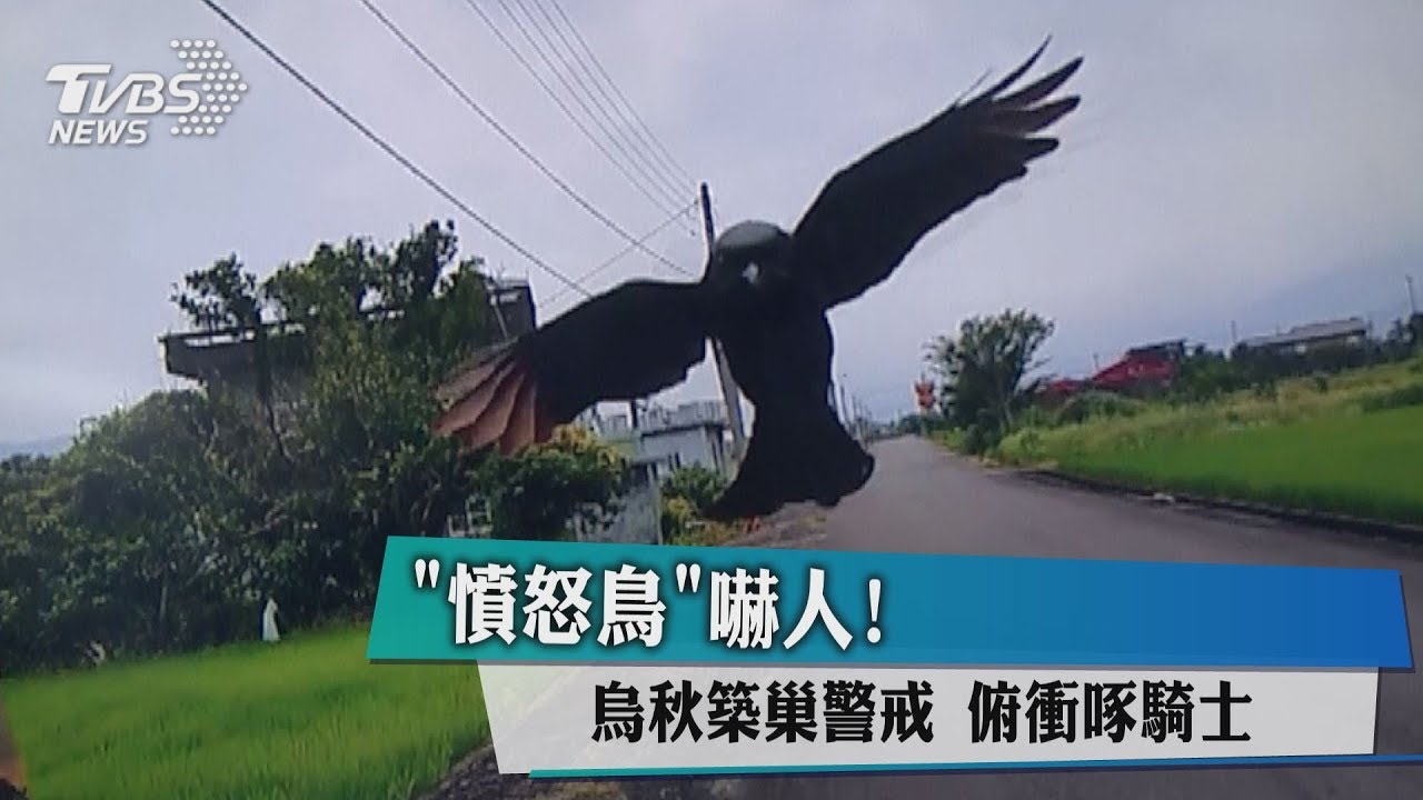 「憤怒鳥」嚇人!烏秋築巢警戒 俯衝啄騎士