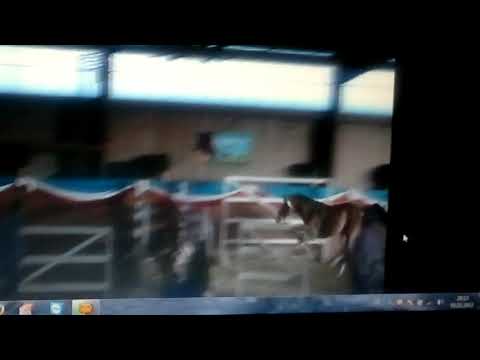 Chattanooga Hengstpräsentation Stall Hell 2010