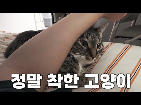 나보다 어른스러운 고양이..