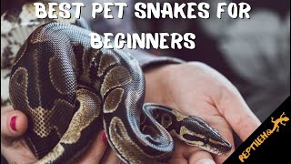 Download lagu 6 Best Snake Pets for Beginners: Easy to Take Care Of mp3 Download lagu 6 Best Snake Pets for Beginners: Easy to Take Care Of mp3