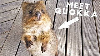 Quokkas on Rottnest Island - Travel Deeper Australia (Ep. 8)