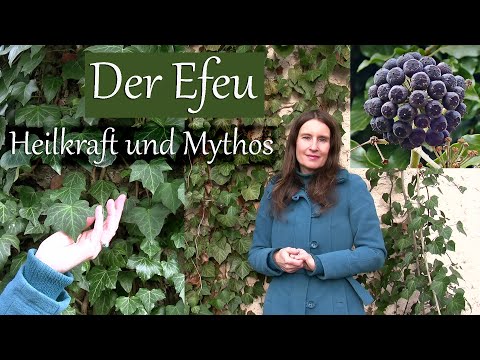 Der Efeu | mythische Heilpflanze | alte Orakelpflanze