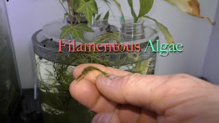 The Most Dreadful Hair Algae in Aquariums